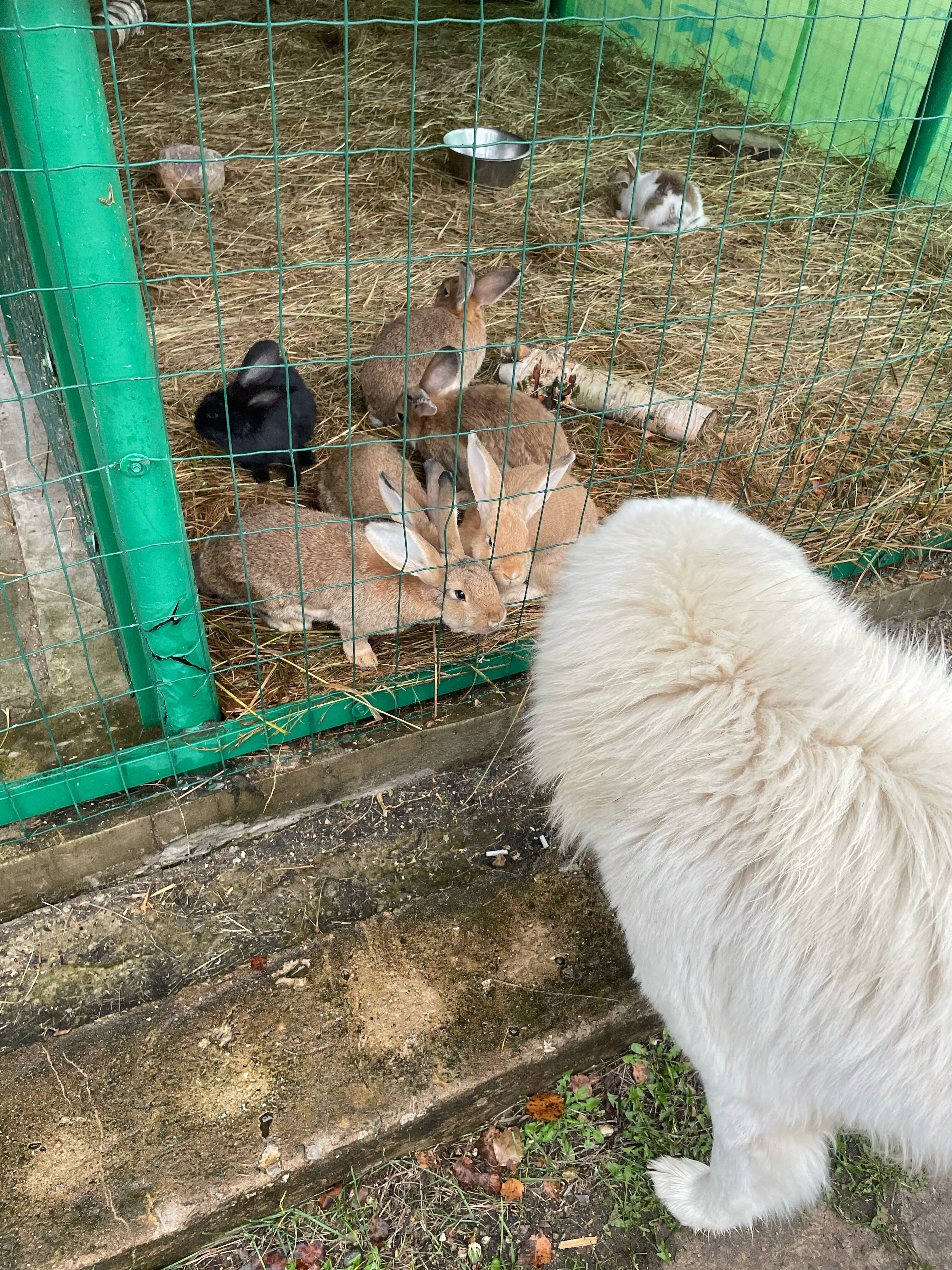 Фото Лесной скит
