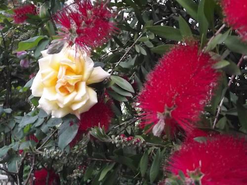 Фото Le Saint Charles