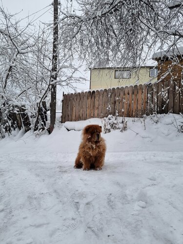 Внешний вид отеля Рыжий пёс в Горно-Алтайске, фото 3