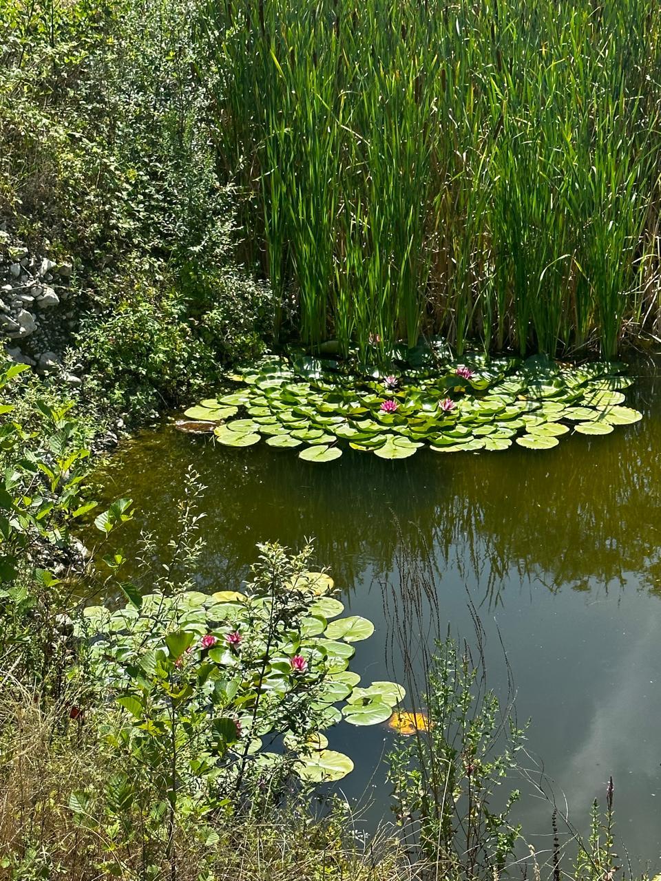 Фото Сад чудес