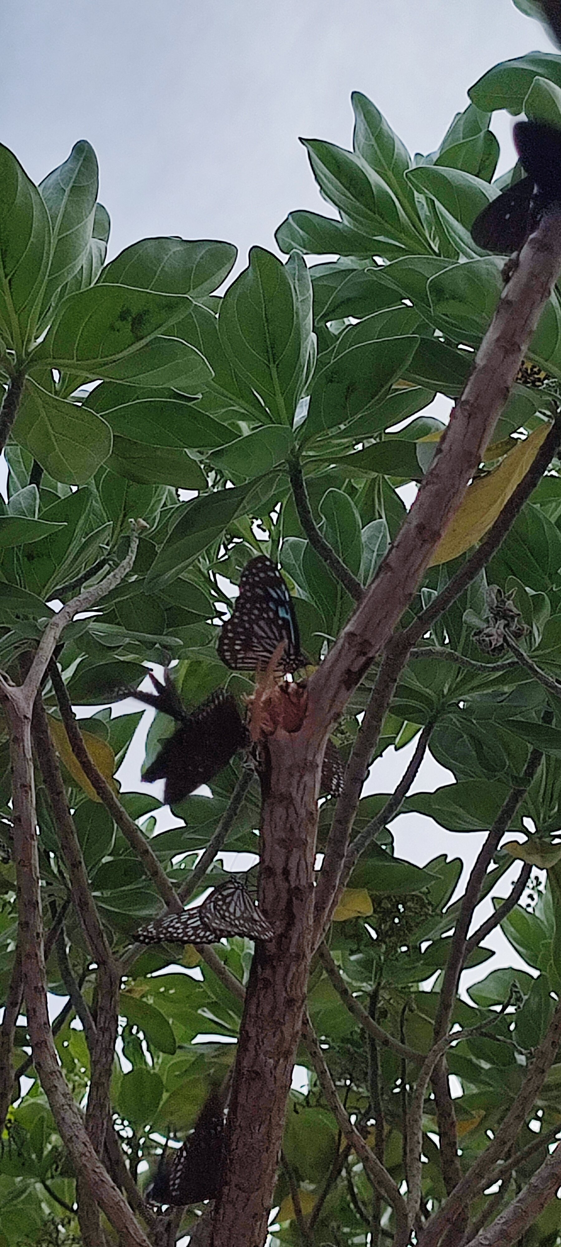 Фото Ban Raya Resort and SPA