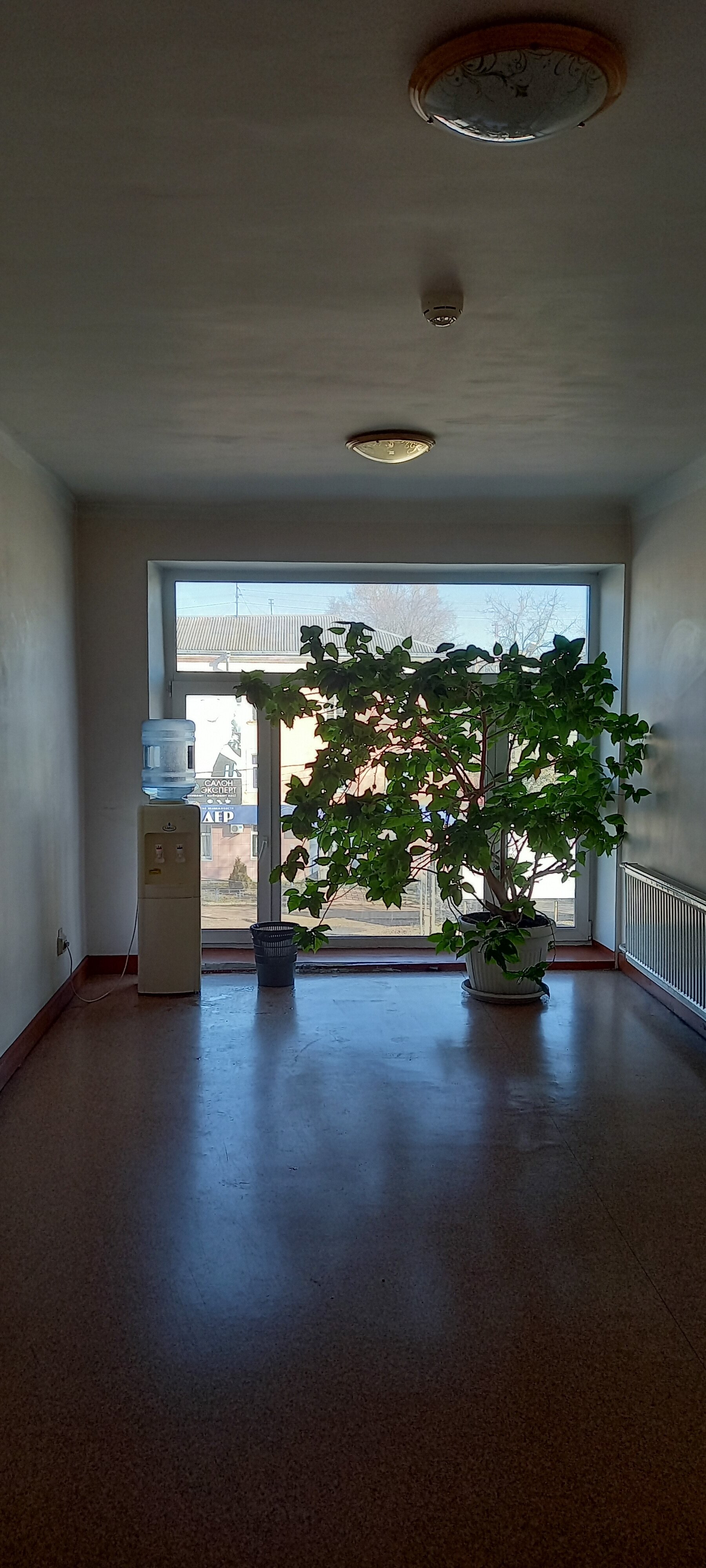 Фото Берёзка