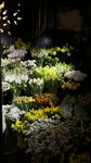 Viva Magenta (Ligovskiy Avenue, 287), flower shop
