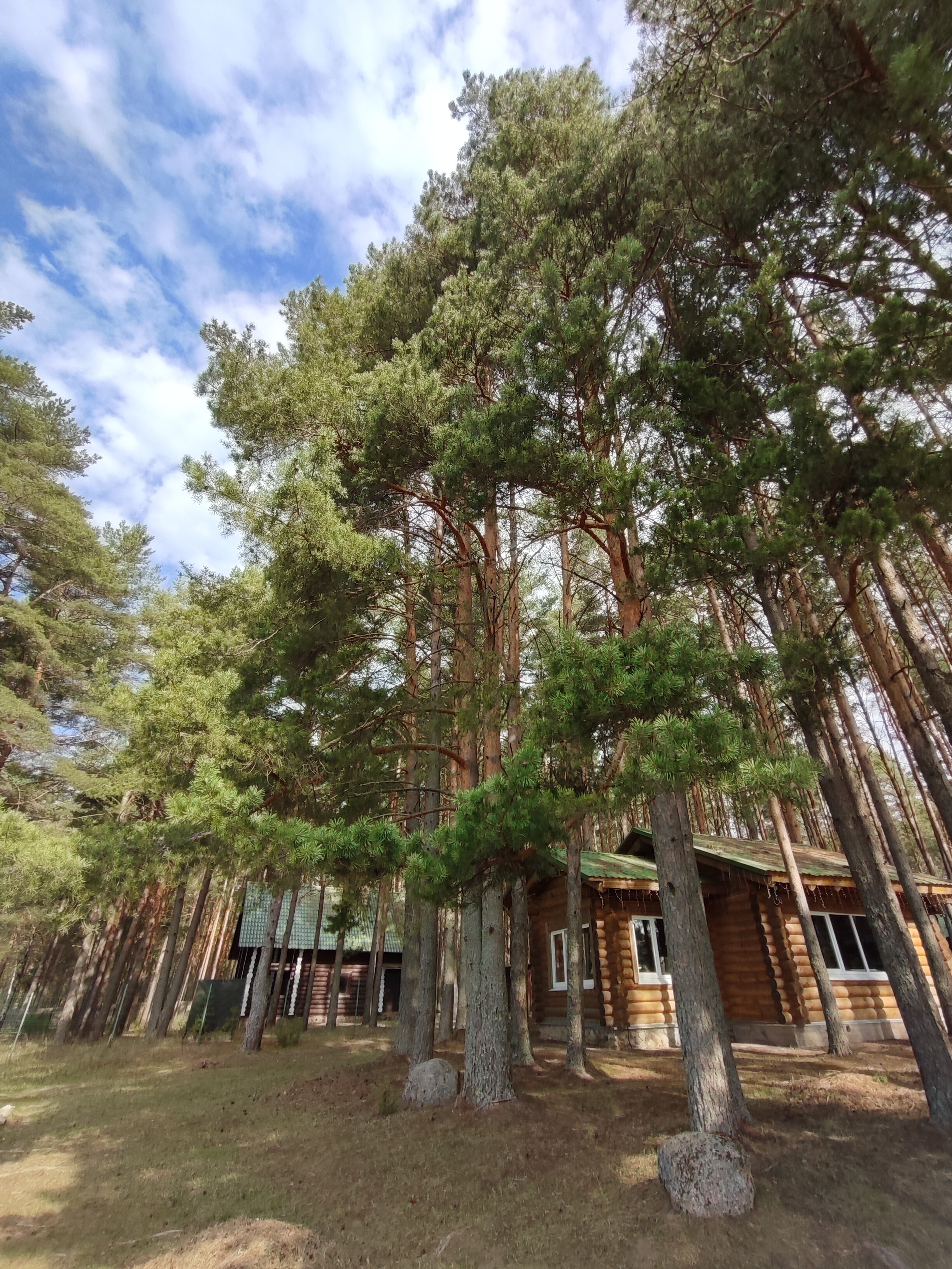 Фото Можжевеловый бор