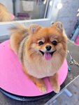 Grooming (Krasnoznamyonnaya Street, 94), pet salon