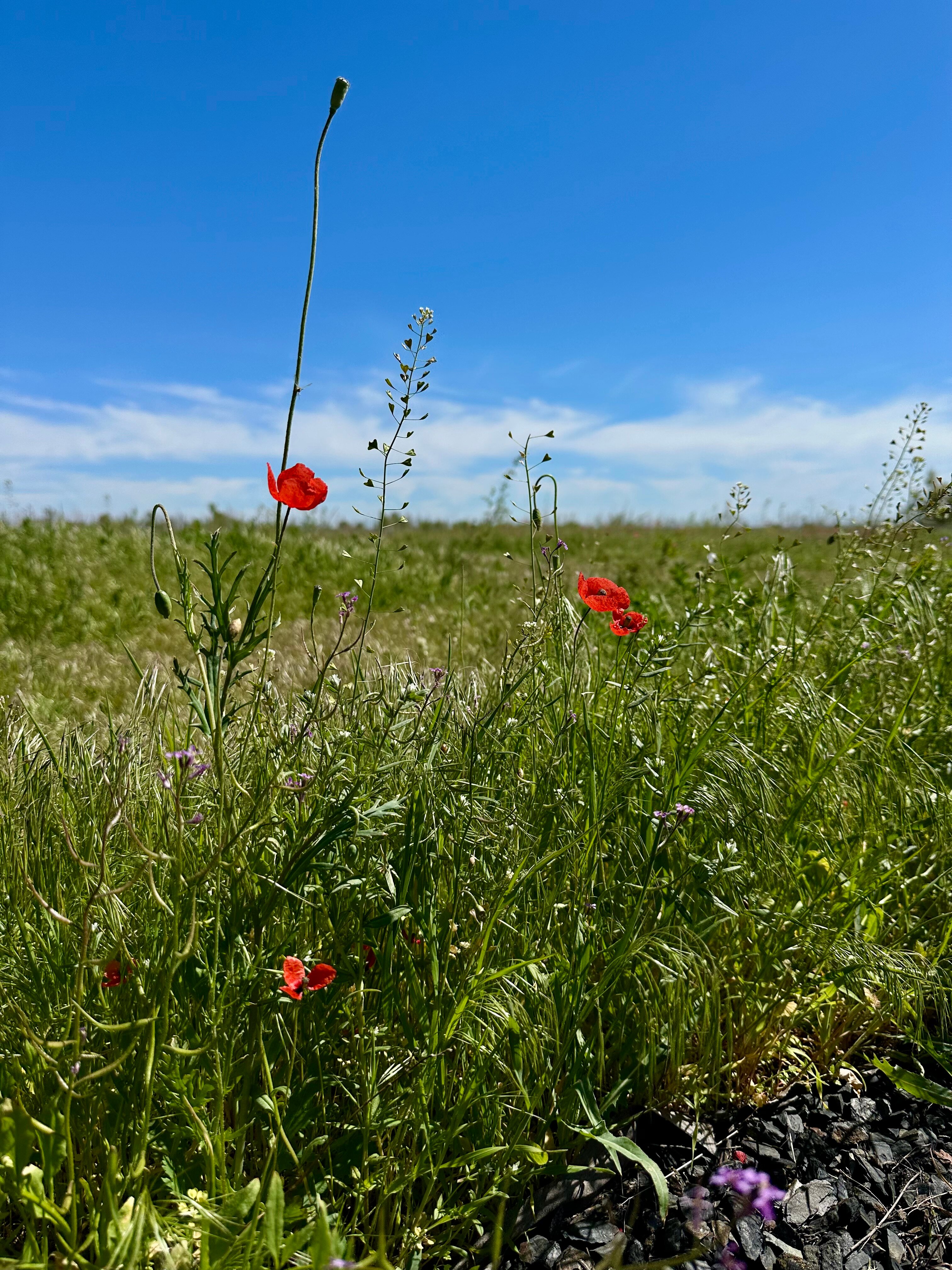 Фото Усадьба Саркел