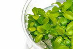 Ajman Aquarium & Accessories Trading (95, Al Qouds Street, Al Rashidiya 3, City Center Sector, Ajman), fish and seafood