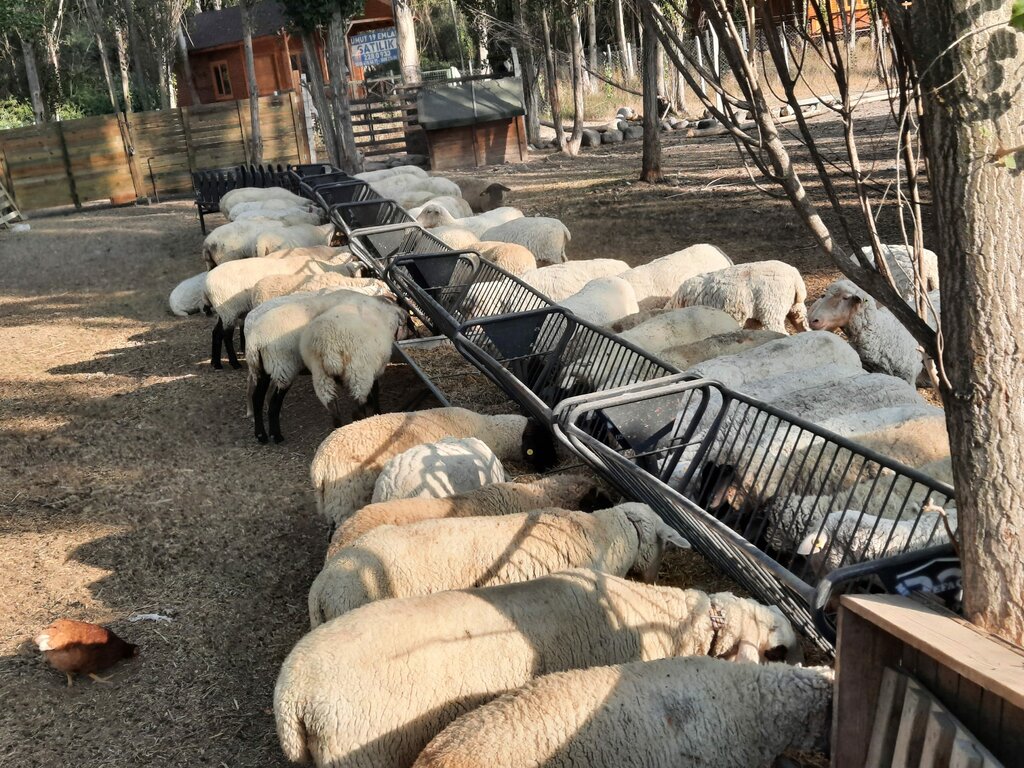 Industrial enterprise Refa Tent and Animal Equipment, Ankara, photo