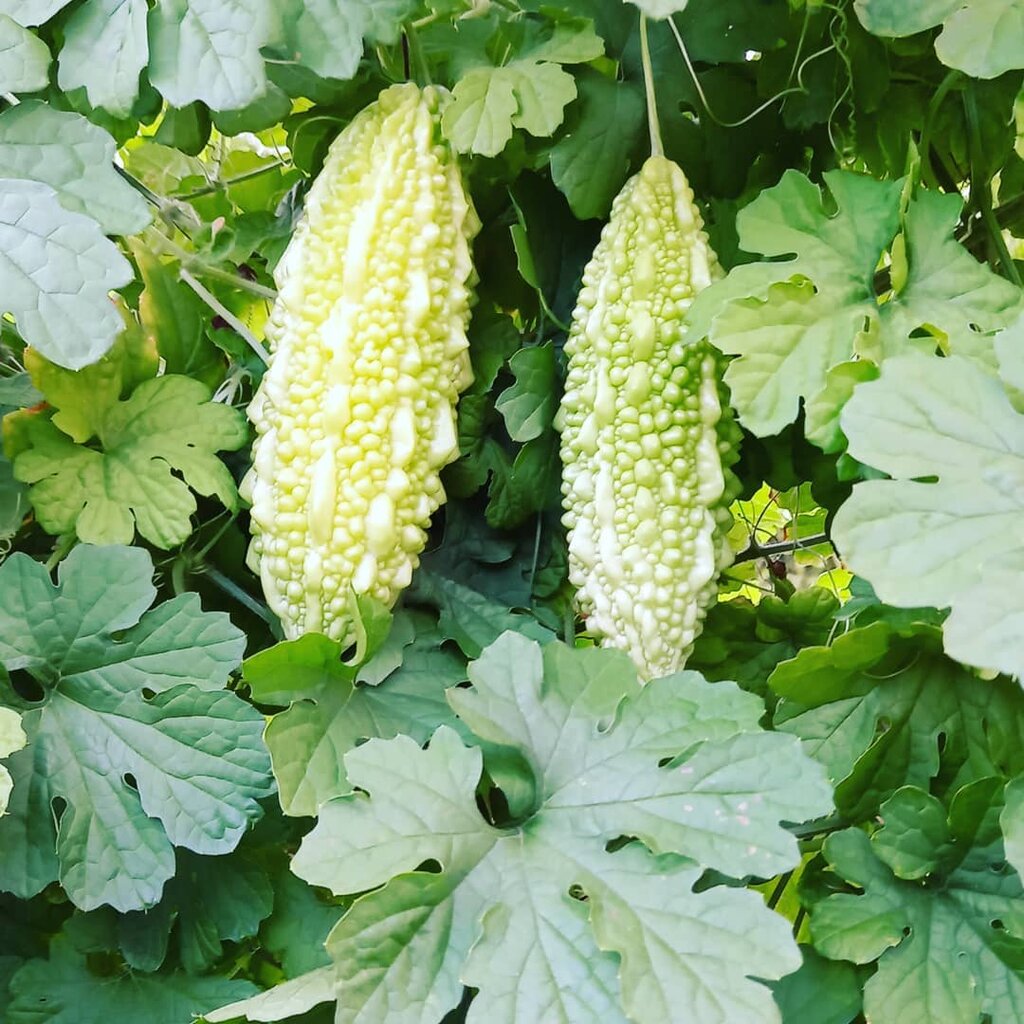 Grocery From the Nest - Bitter Melon, Antalya, photo