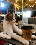 Bilge Barista Coffee&Book (Ankara Province, Beypazari District, Hacıkara Mah., Tabaklar Cad., 16A), coffee shop