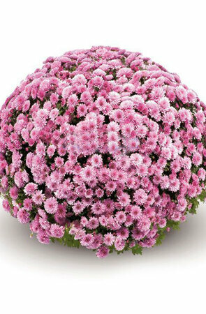 Agricultural goods Ege Fide, Torbali, photo