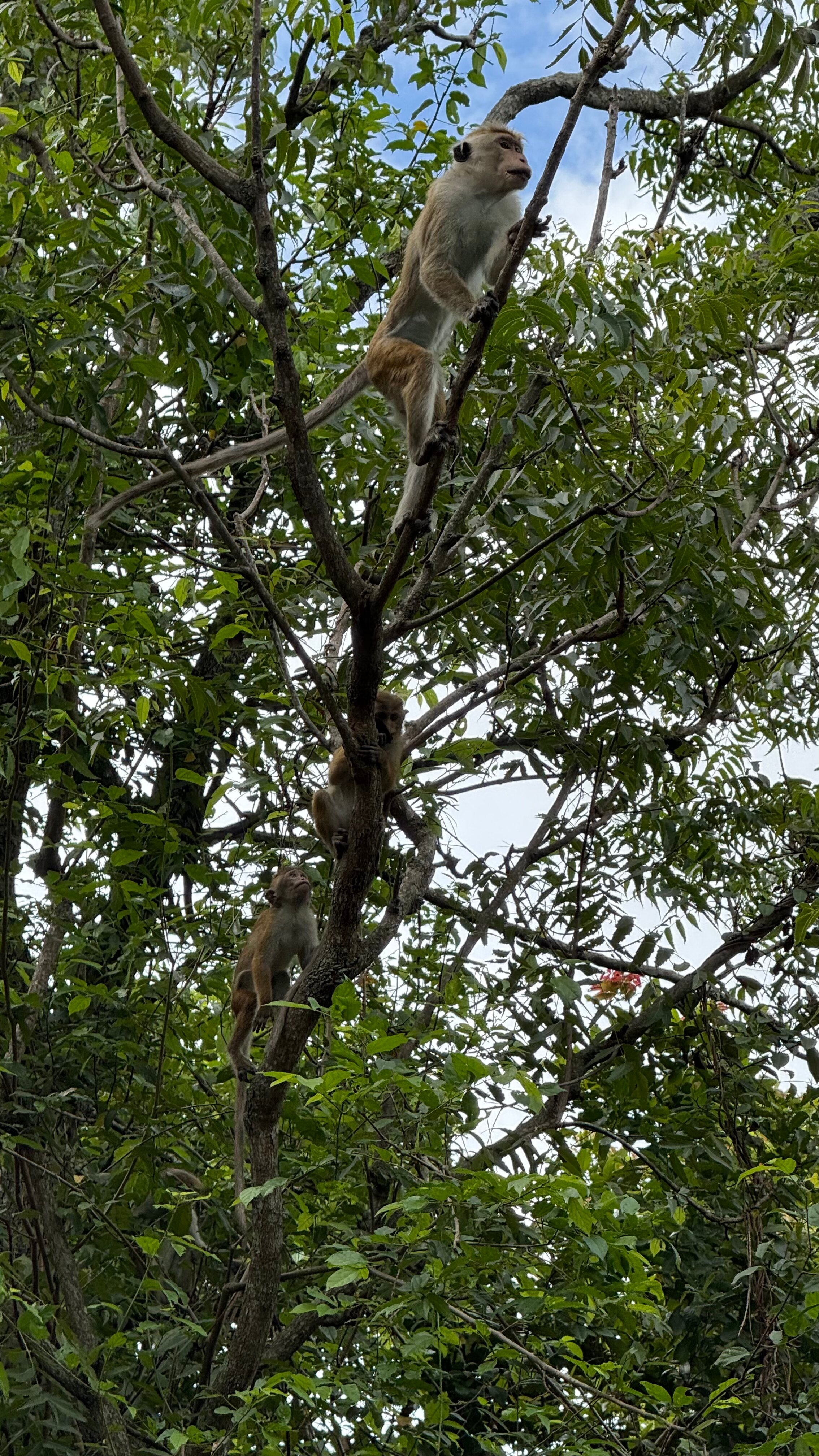 Фото Heritance Kandalama