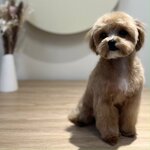 Oh! My Pet (Leningradskiy Avenue, 29к4), pet salon