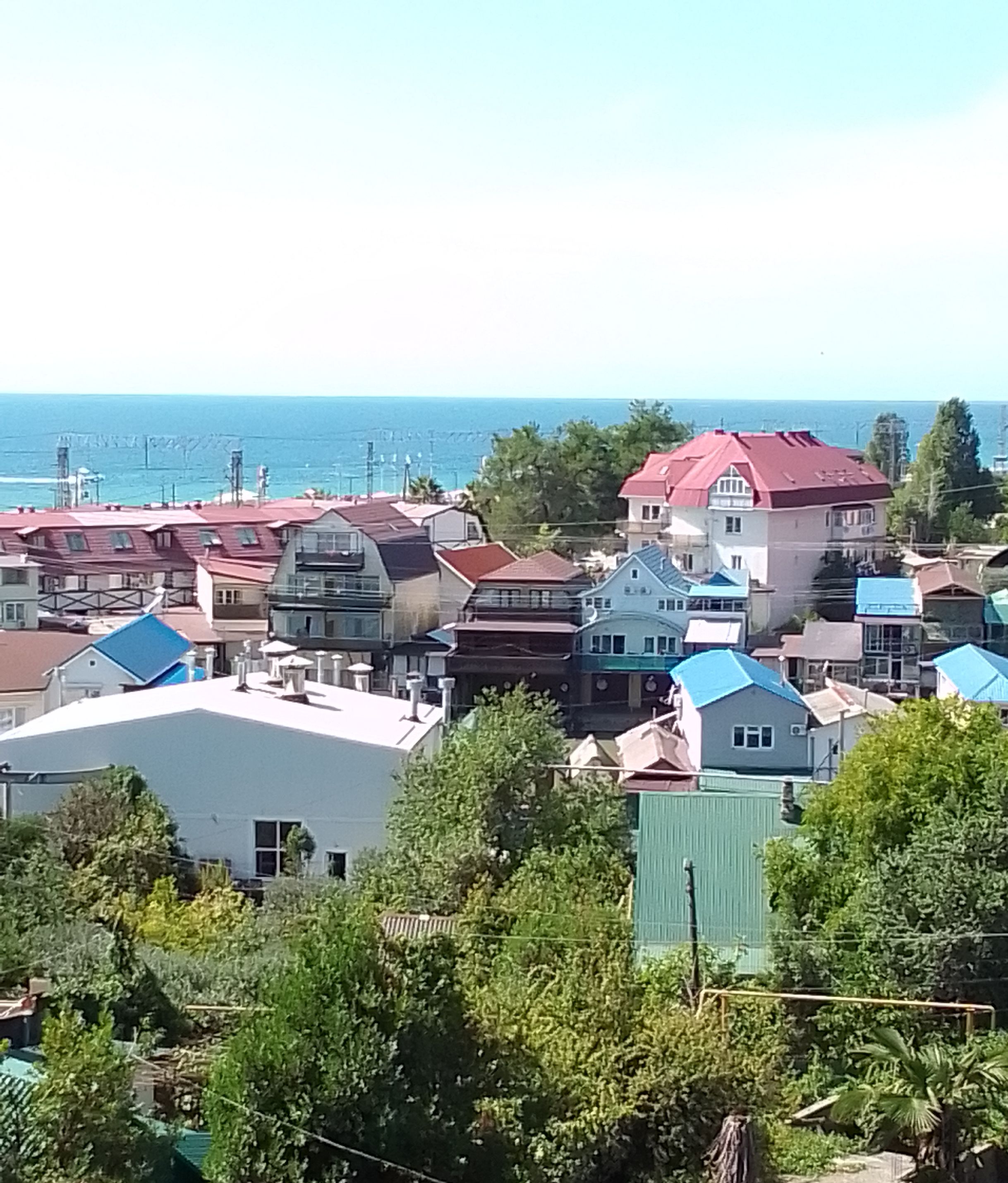 Фото Дельфин