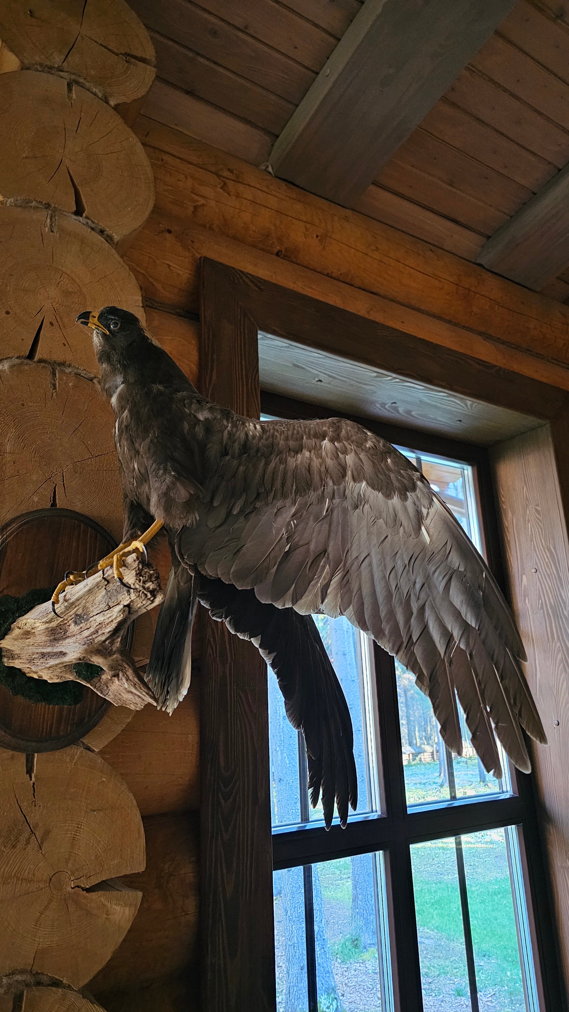 Фото Охотничьи сезоны