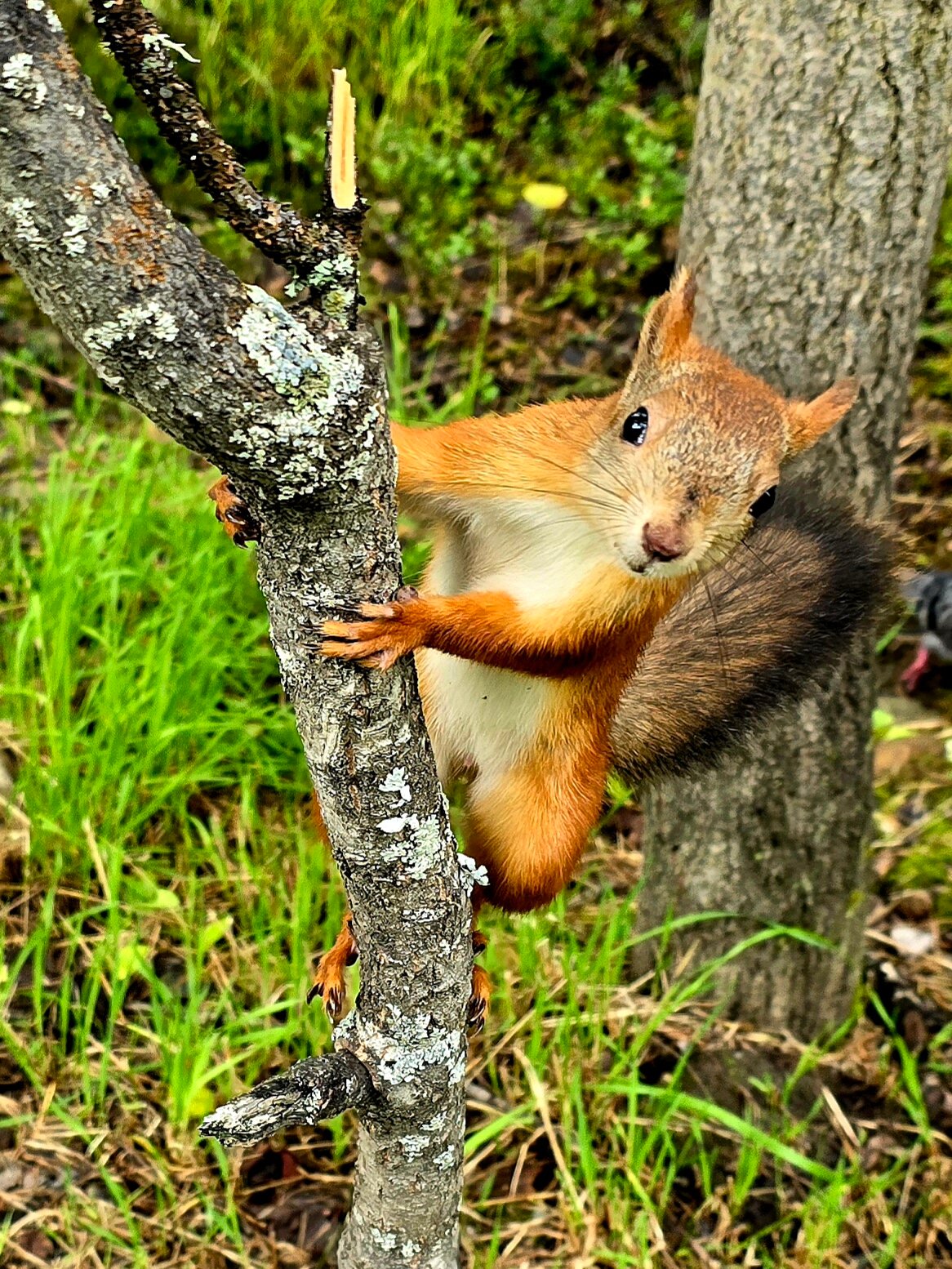 Фото Фазенда