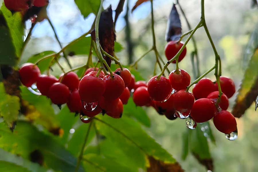 Фото Монте Виера парк Архыз