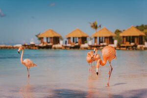 Гостиница Renaissance Wind Creek Aruba Resort