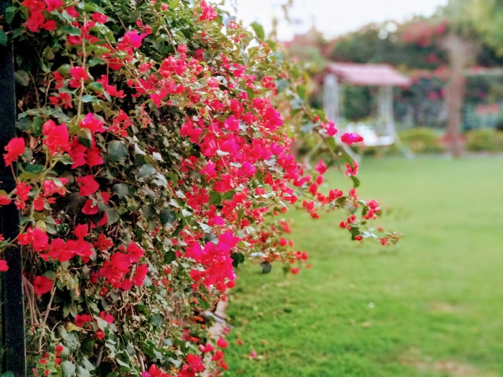 Фото Hotel Megh Niwas