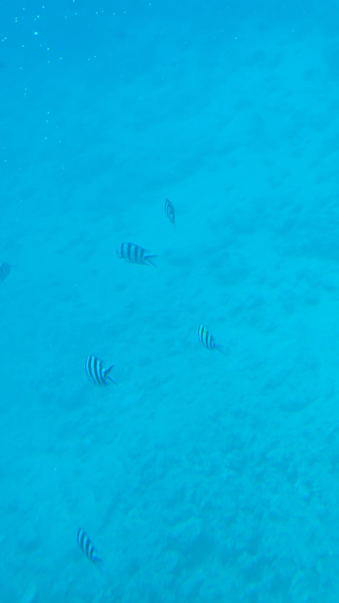 Фото Sea Star Beau Rivage Hotel