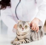 Drug (Sibiryakov-Gvardeytsev Street, 60/1), veterinary clinic
