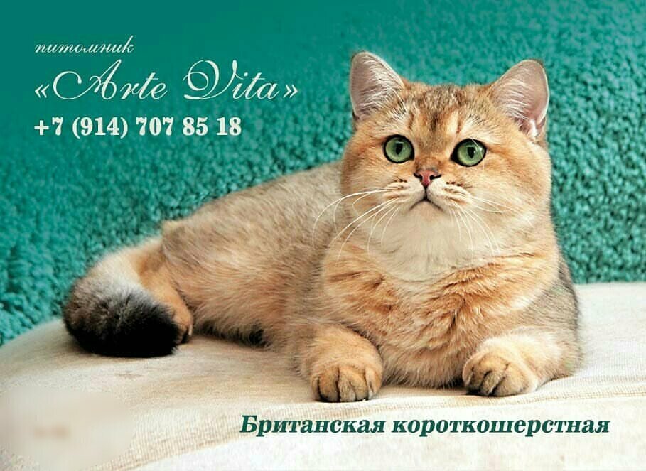 Animal nursery Arte Vita Cattery, Vladivostok, photo