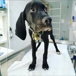 Dogus Veterinary Clinic (Zonguldak, Caycuma District, Nihat Kantarcı Cad., 84/1) ، عيادة بيطرية