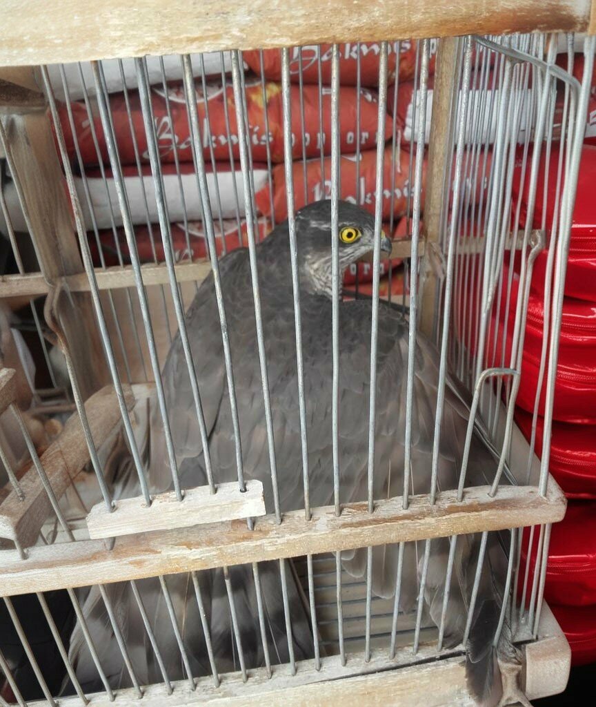 Grocery Suffa Nuts, Adana, photo