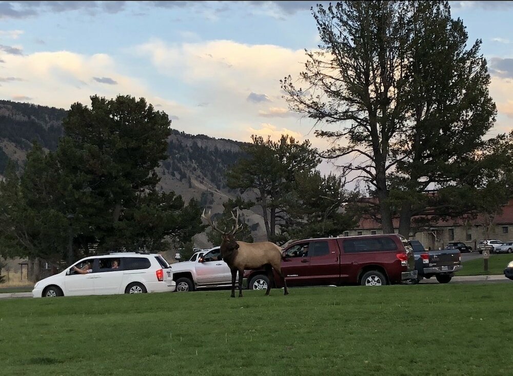 Фото Yellowstone Village Inn and Suites