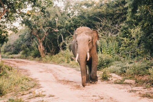 Кемпинг Yala Safari Camping - All Inclusive в Провинции Ува