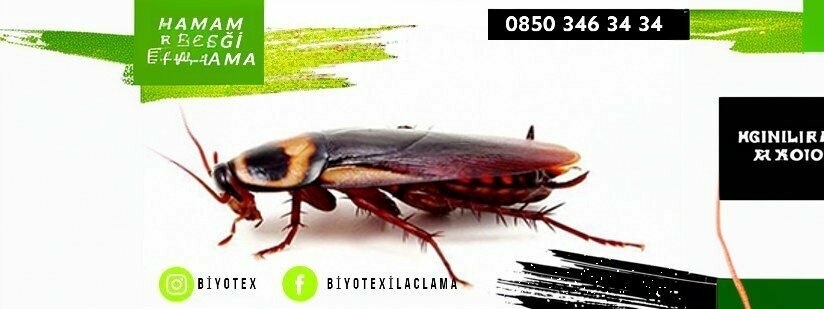 Desinfección, desinsectación, desratización Biyotex Pest Control Disinfection, , foto