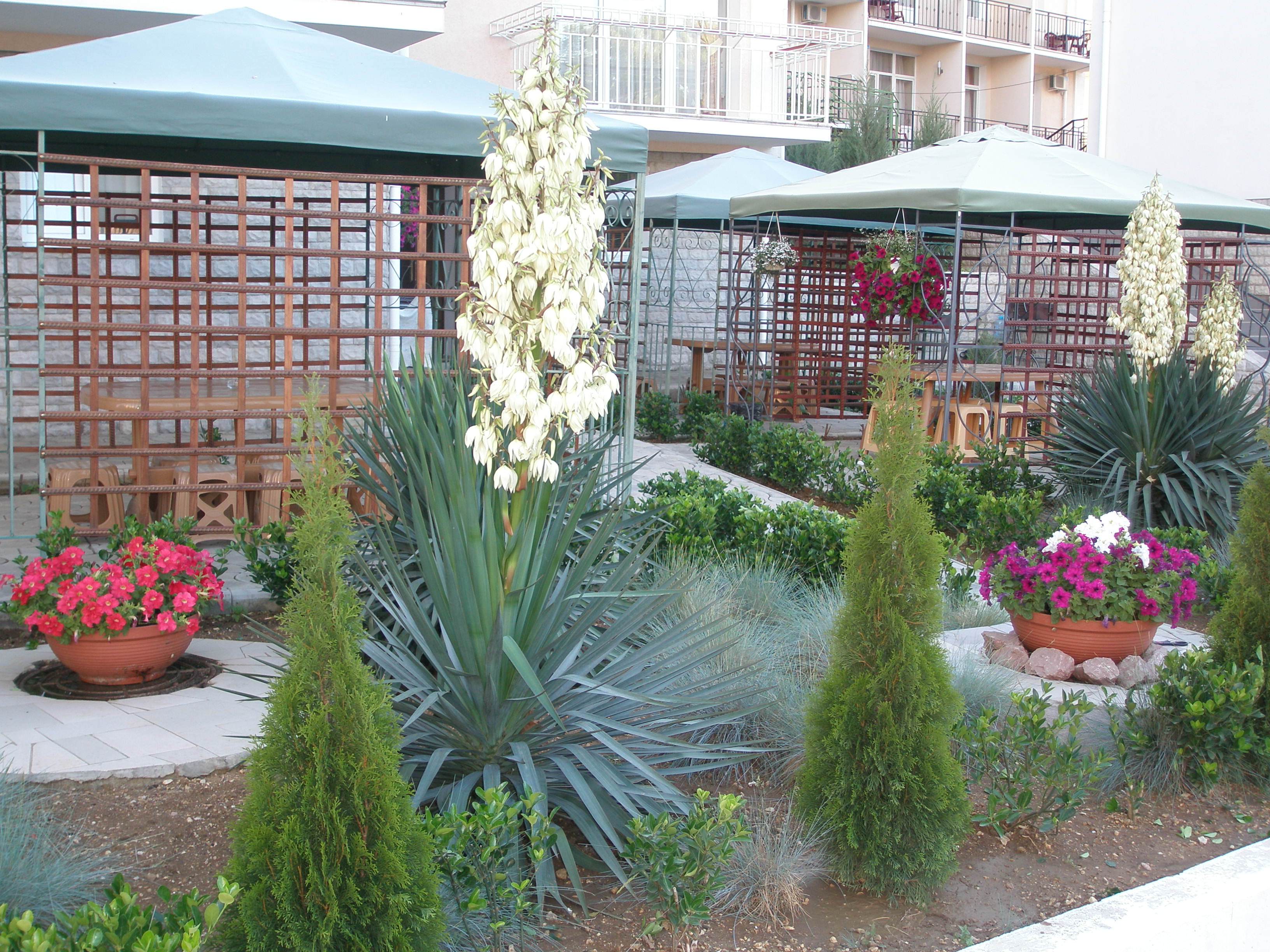 Фото Жемчужина