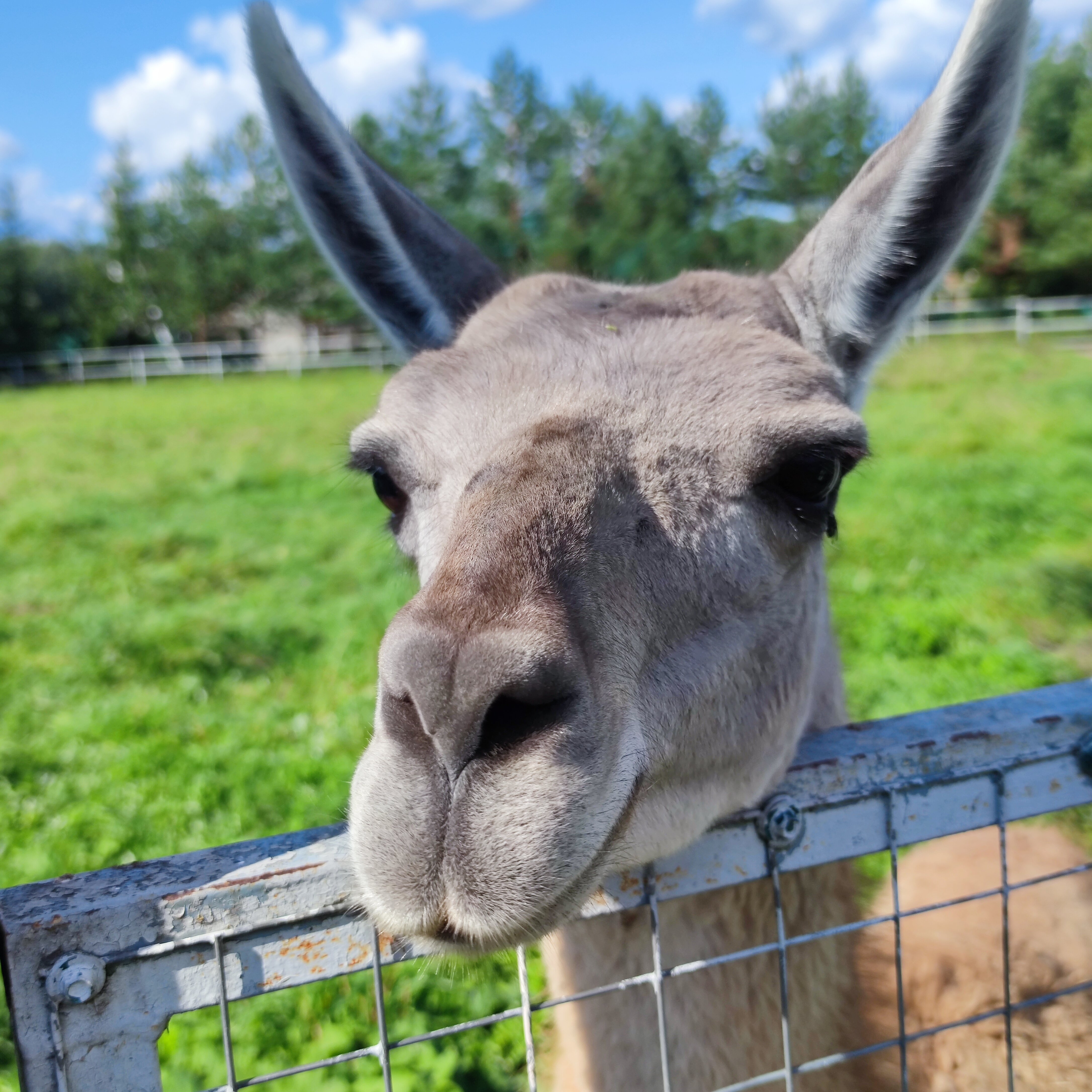 Фото Эль ранчо