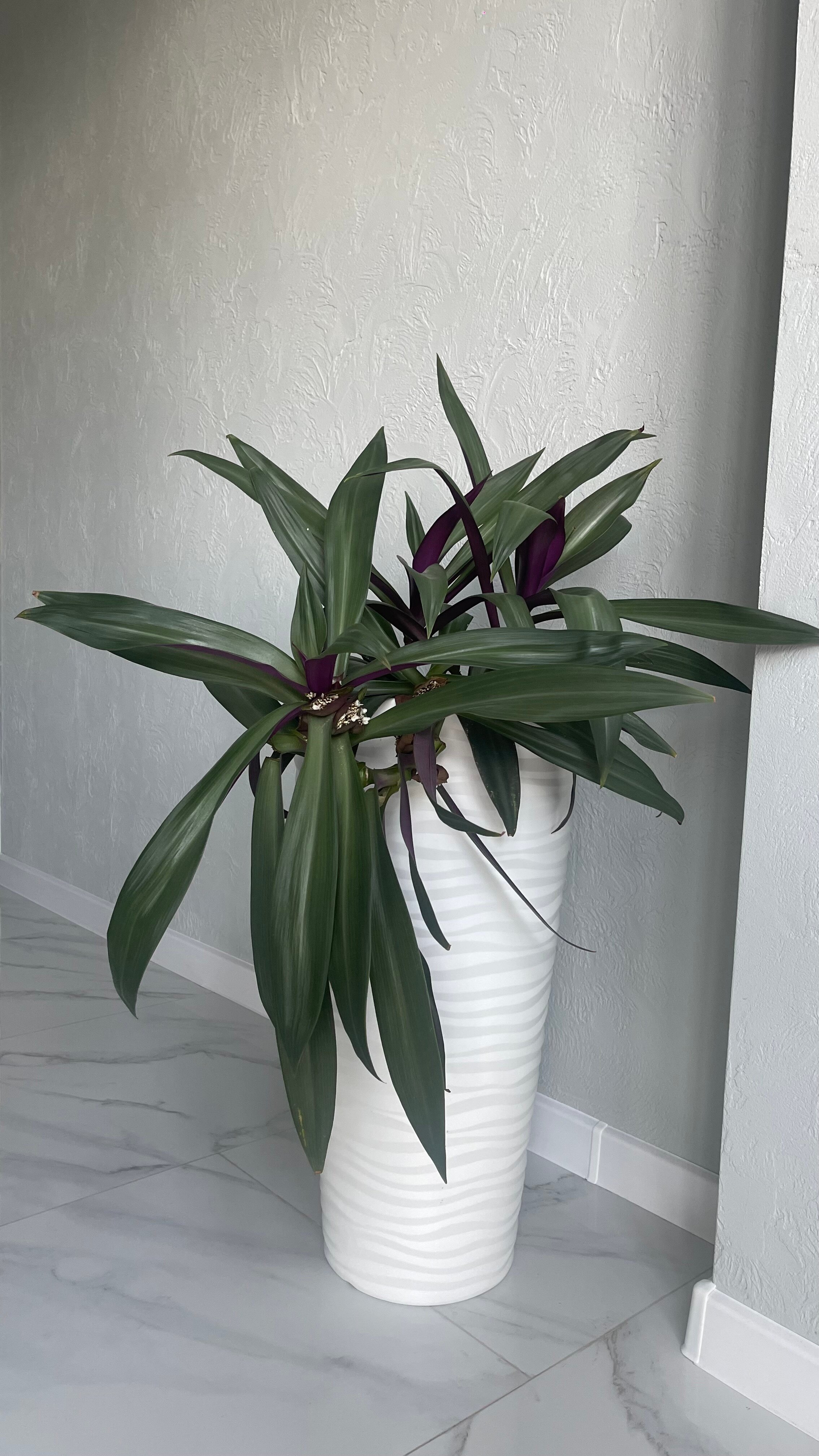 Фото Папоротник