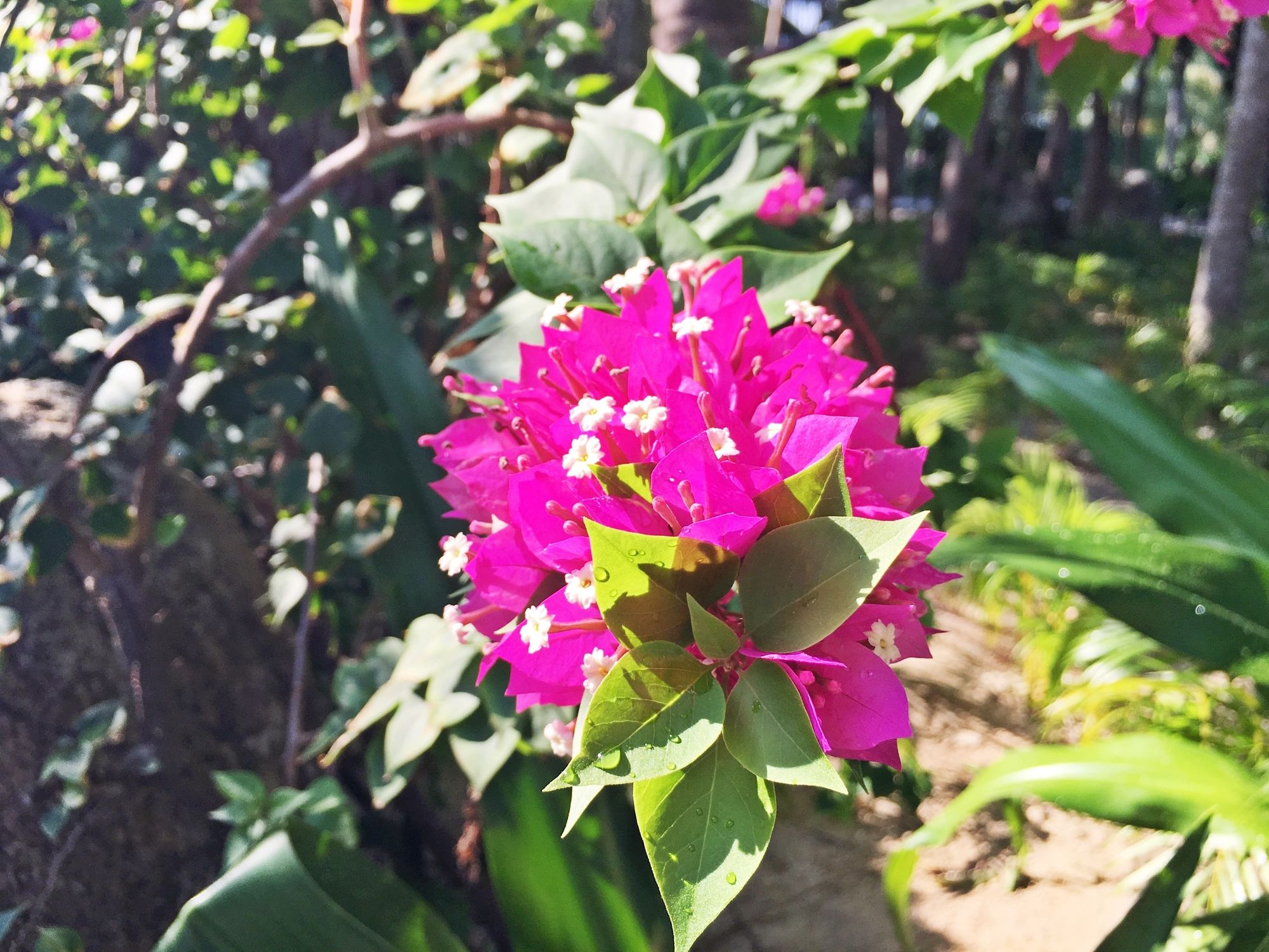 Фото Diamond Bay Resort & SPA