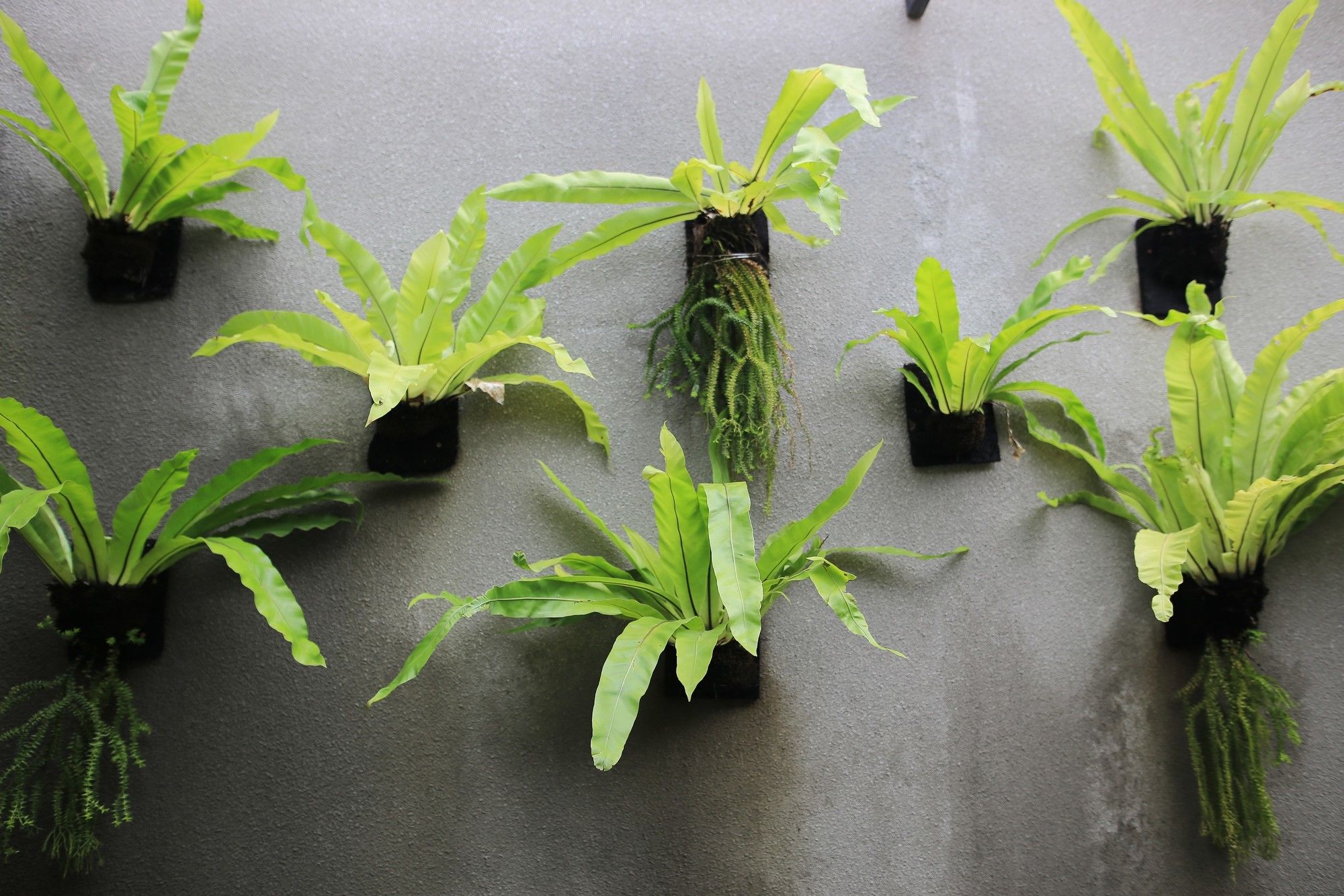 Фото Ume Sri Villas Ubud