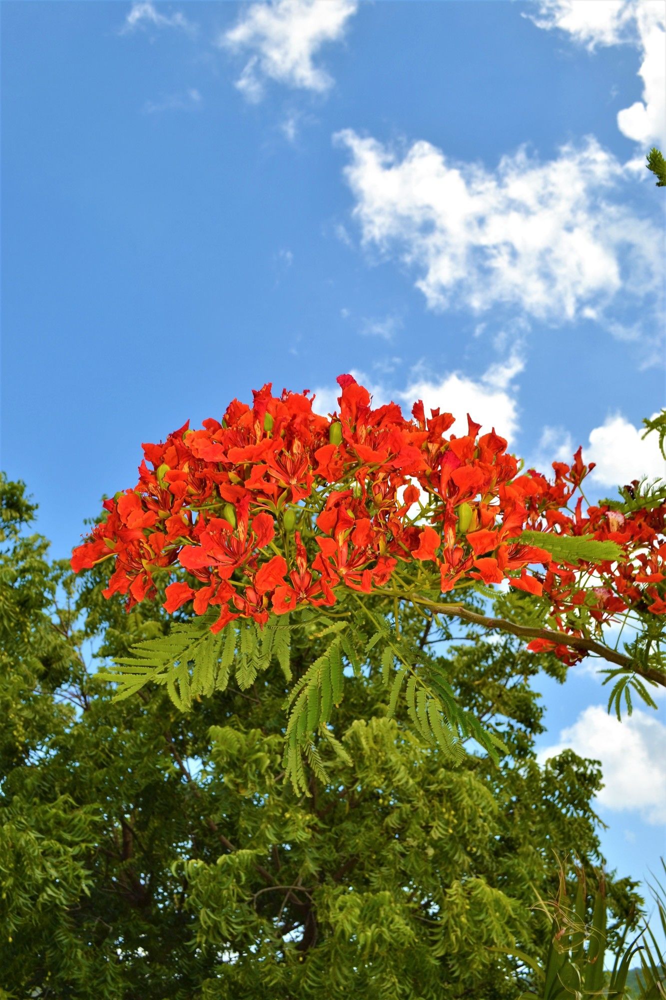 Фото Jan Kok Lodges