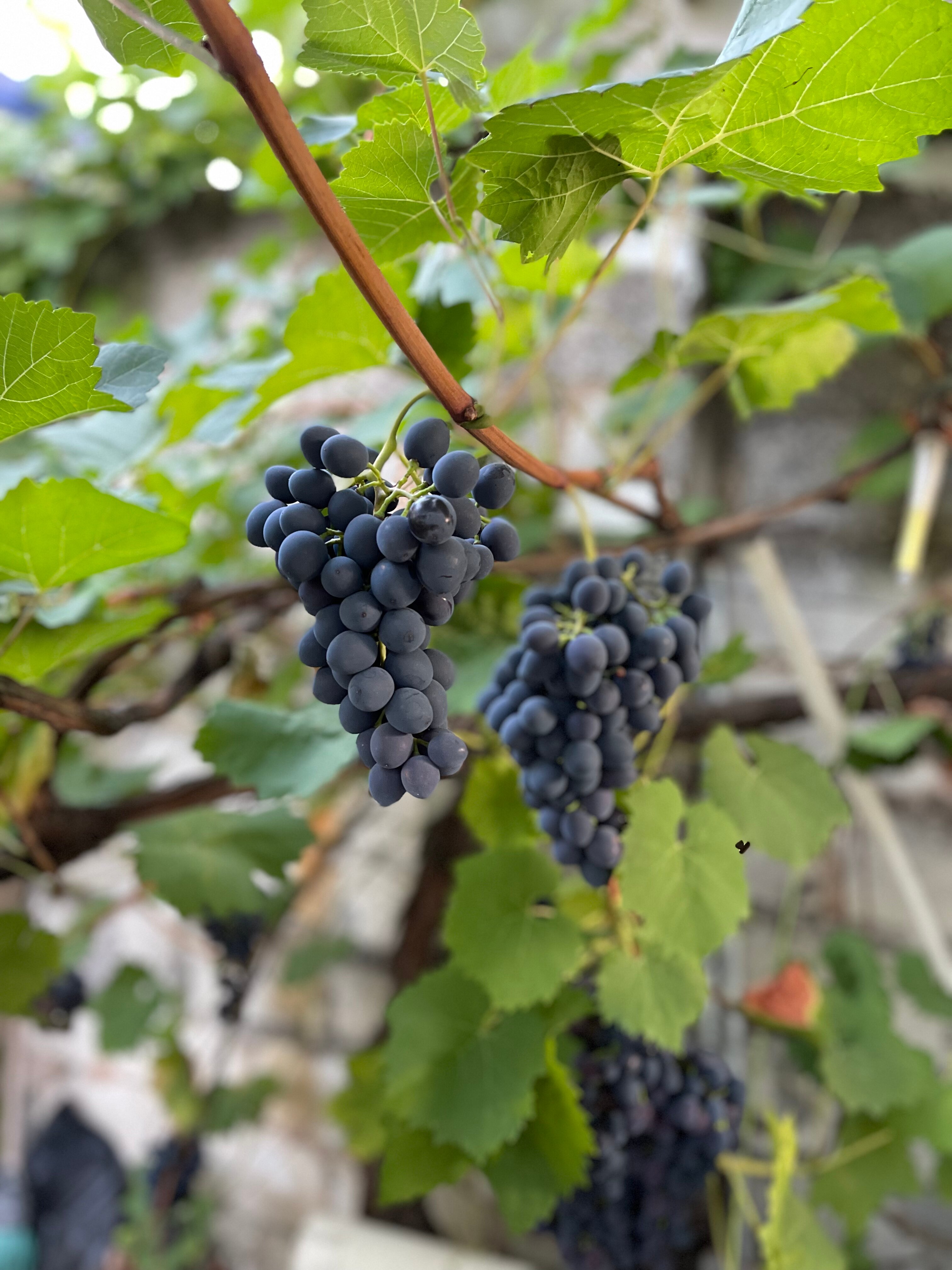 Фото Дионис