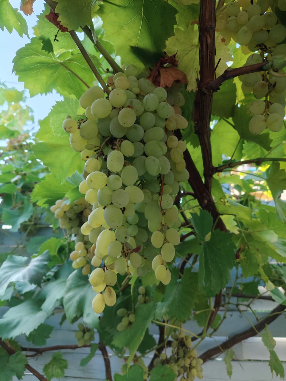 Фото Вилла Лаванда