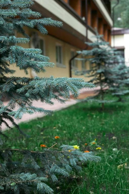 Фото Лесной