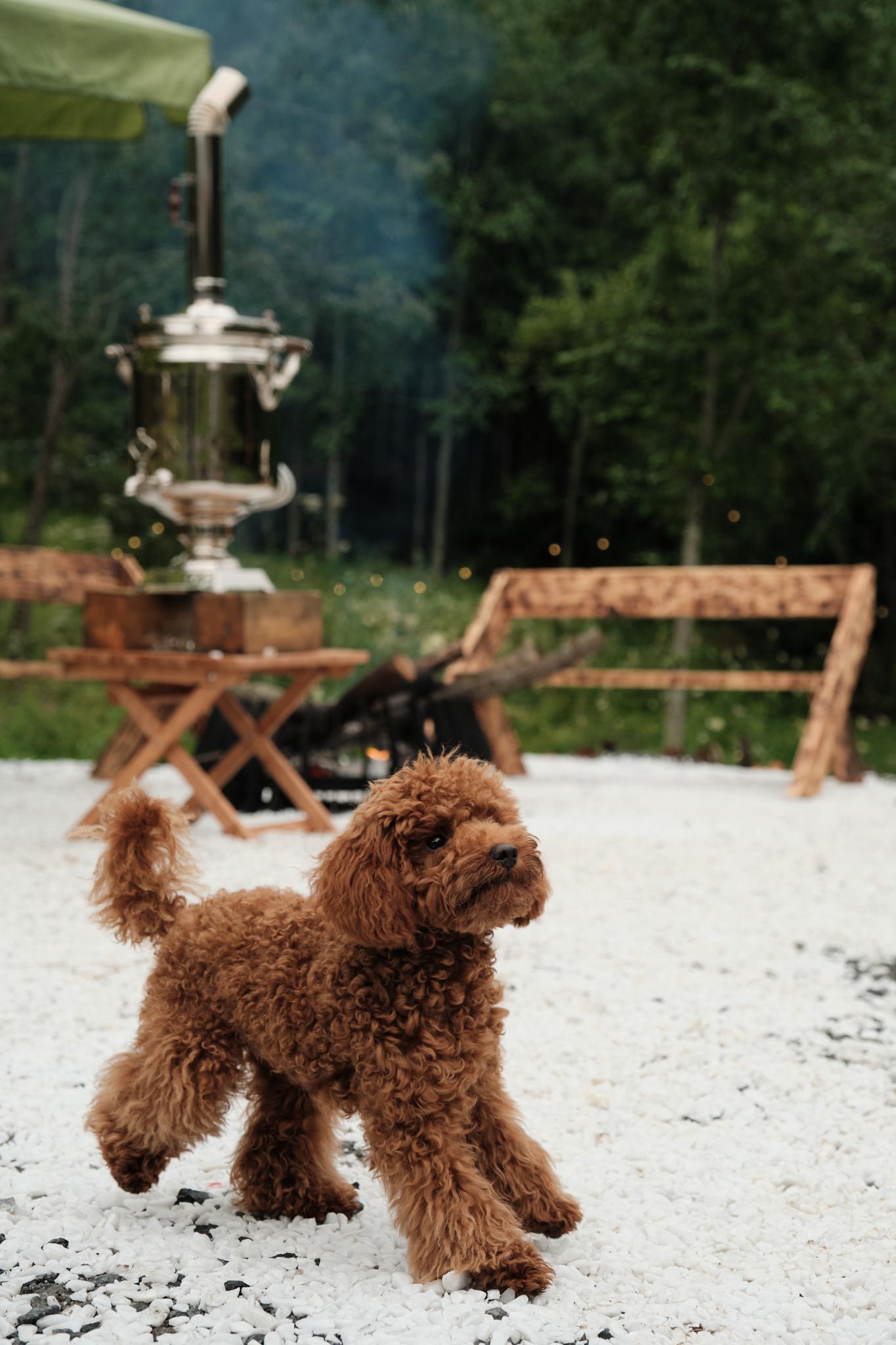 Фото Глэмпинг Marmar