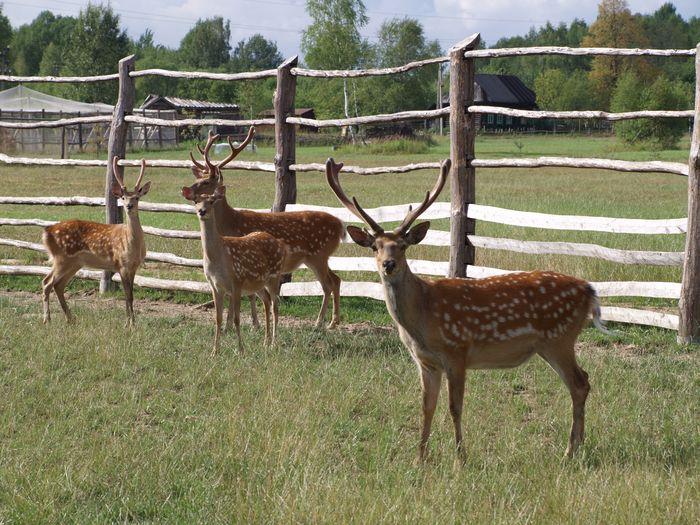 Фото Сафари Парк