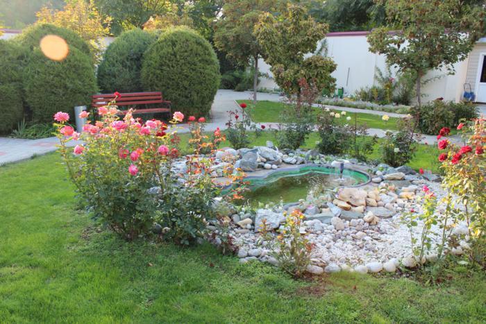 Фото Золотой лев