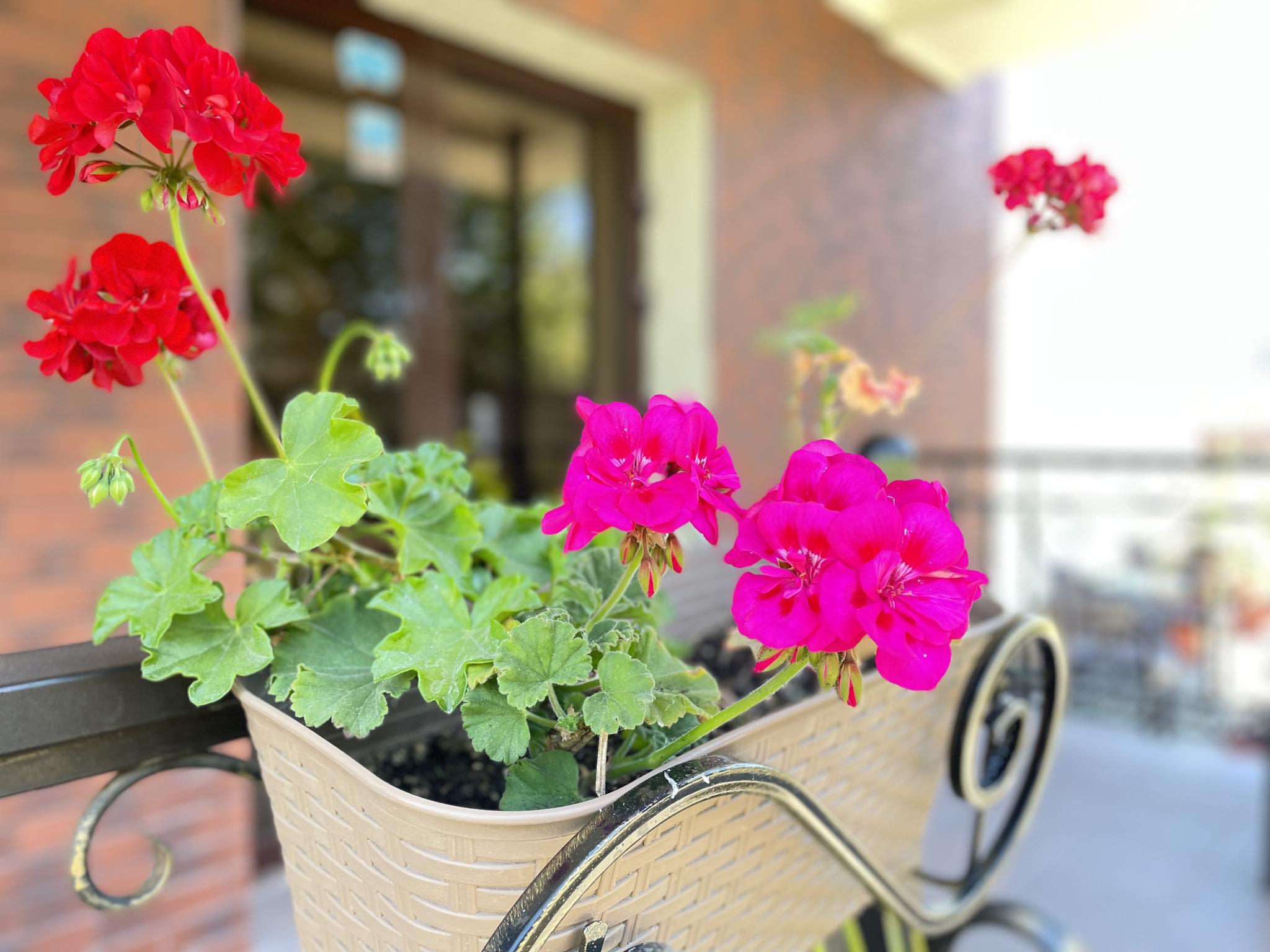 Фото Аристократ