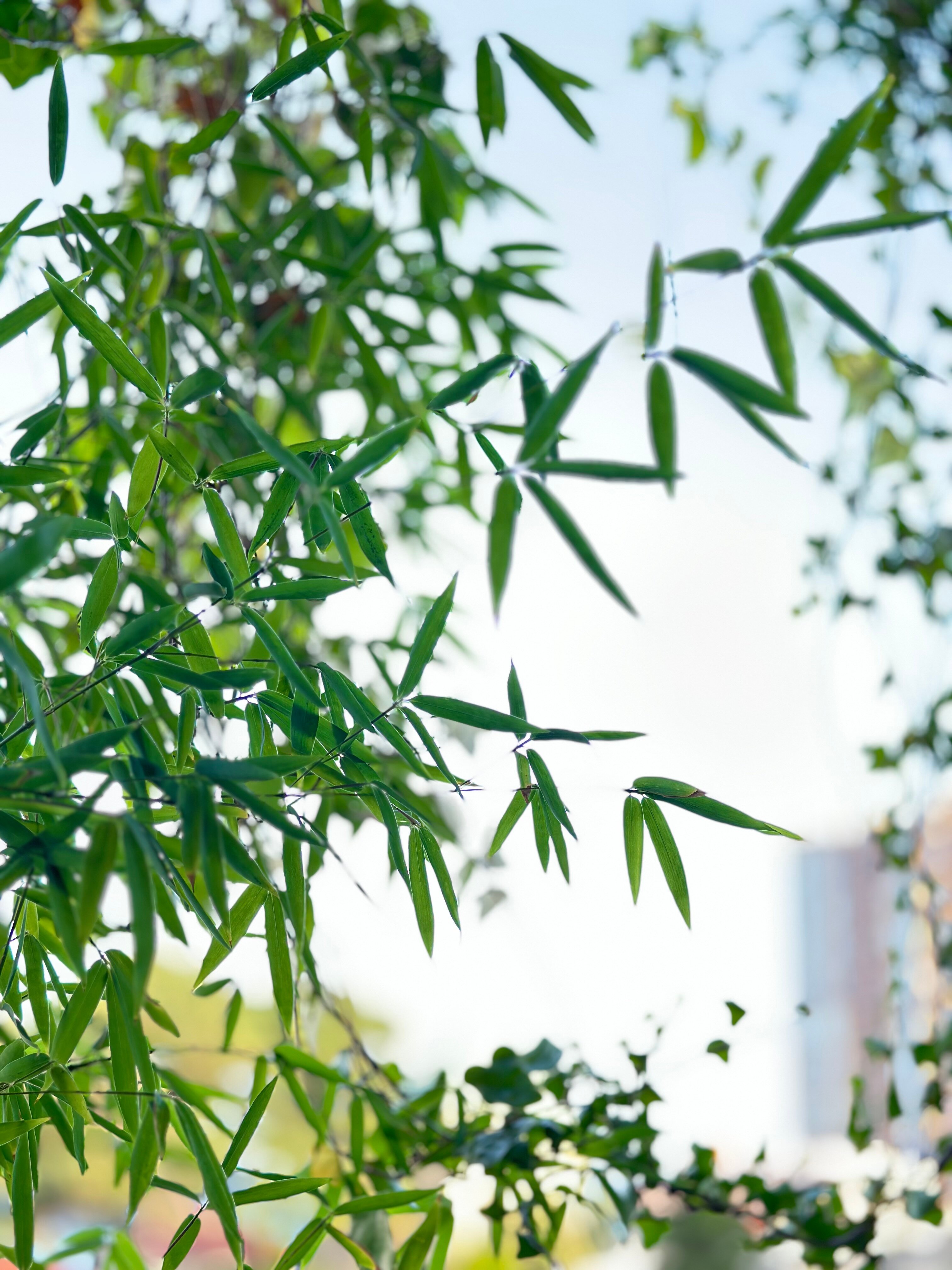 Фото Bamboo Garden