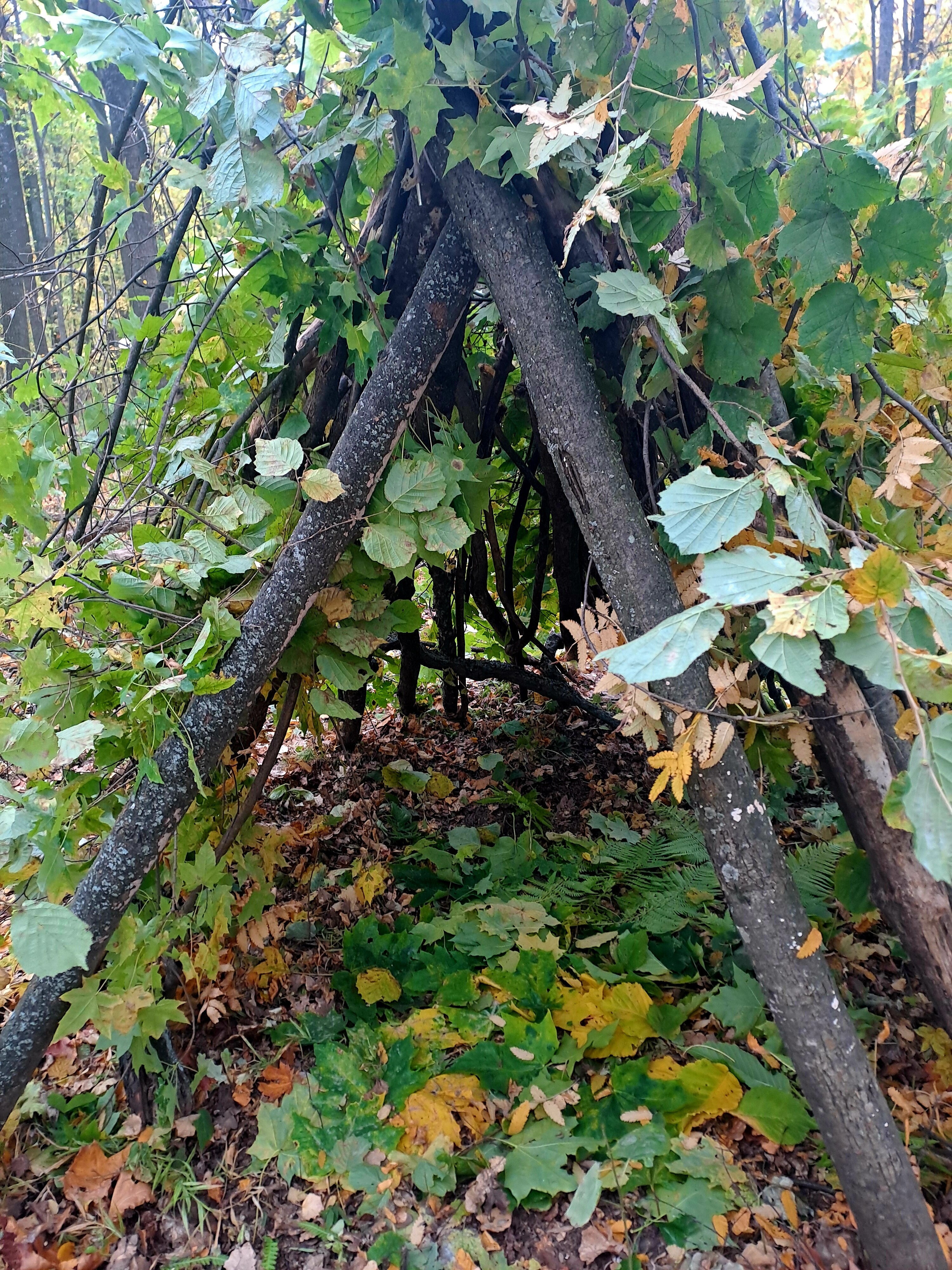 Фото Берёзки