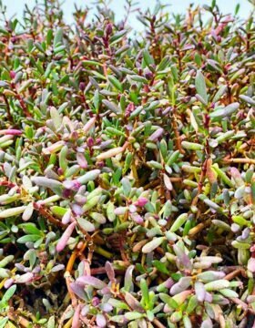 Plant nursery The Sia Garden, Dubai, photo