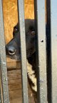 100 Tails (Litvinovskaya ulitsa, 2Б), animal shelter