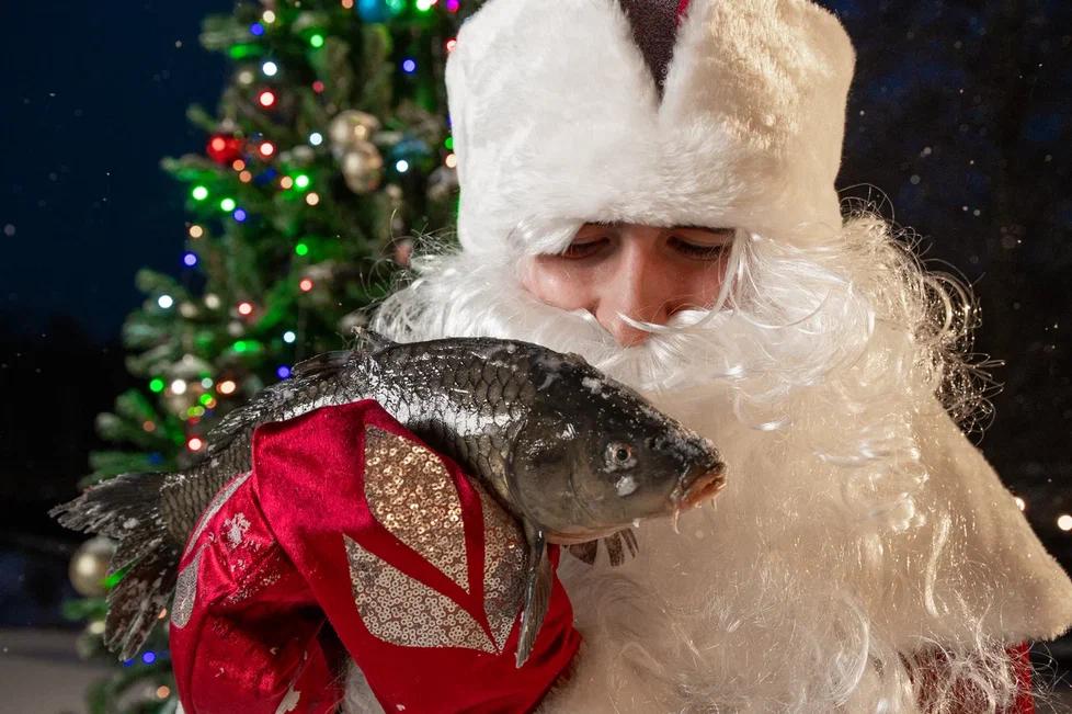 Фото Золотые Караси