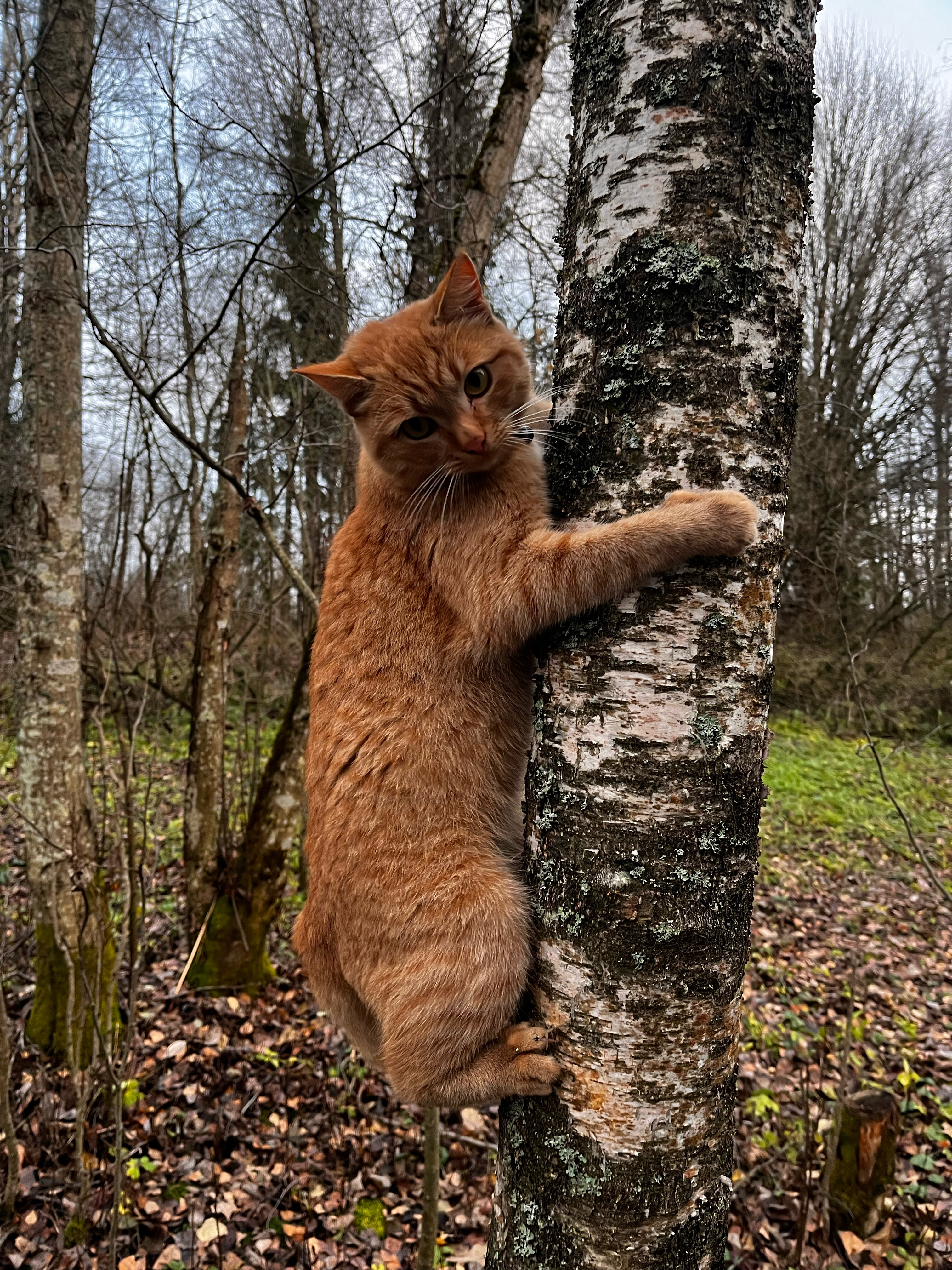 Фото Модная коза